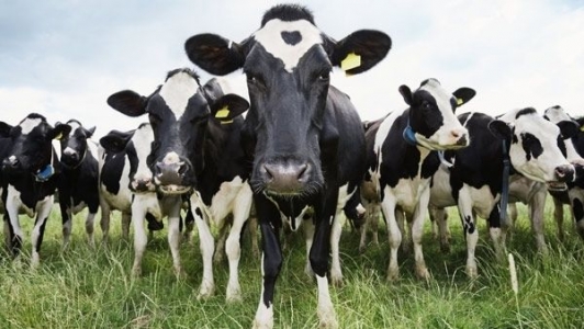 Cotele de lapte pentru toate tarile din UE dispar la 1 aprilie. Care va fi efectul asupra Romaniei