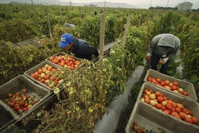Cum vad investitorii italieni agricultura romaneasca: Muncitori hoti, birocratie, bogatasi speculanti