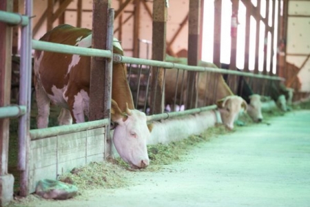 Napolact a incheiat colaborarea cu 50 de centre de colectare din Ardeal. 200.000 de litri de lapte sunt irositi zilnic