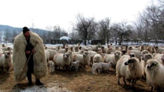 Romania a exportat aproape 1,1 milioane de animale vii in tari terte in 2018. Peste 93% au fost ovine Romania a exportat aproape 1,1 milioane de animale vii in tari terte in 2018. Peste 93% au fost ovine