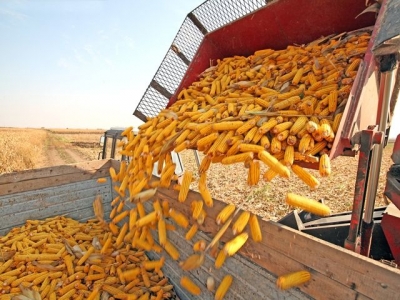Romania este pe locul trei in UE la exportul de cereale catre pietele extracomunitare. La porumb este pe primul loc