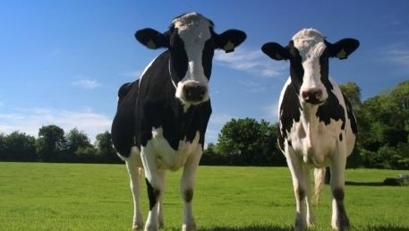 Romania reia exportul de ovine si bovine catre Israel