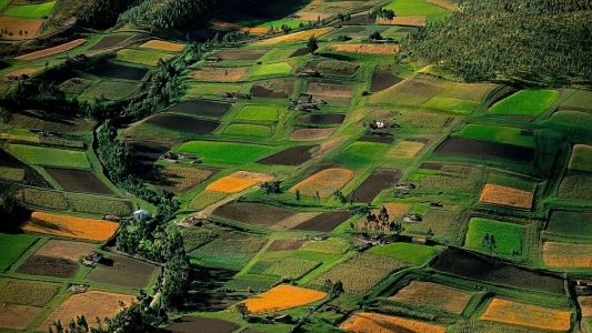 Strainii controleaza productia de cereale bio din Romania. Italienii si nemtii exploateaza peste 9.000 de hectare in Timis si Iasi