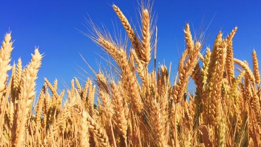 Vesti proaste din agricultura: Productia de grau va scadea pana la nivelul de acum cinci ani. Randamente cu mult sub medie