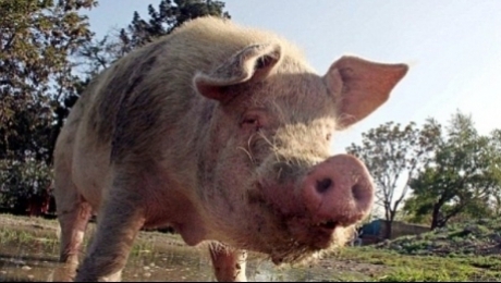 Virusul Pestei Porcine Africane confirmat la porcii dintr-o anexa gospodareasca a unei stane din judetul Ilfov